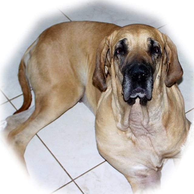 The Fila Brasileiro (Brazilian Mastiff) Is a Great Guard Dog - PetHelpful