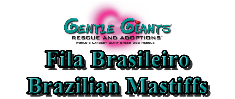 Fila Brasileiro Brazilian Mastiffs at Gentle Giants Rescue and Adoptions
